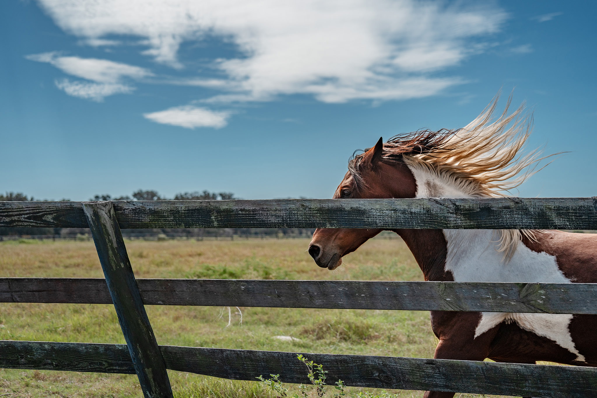 Beautiful paint horse with mane flowing in the wind by the fence on the farm