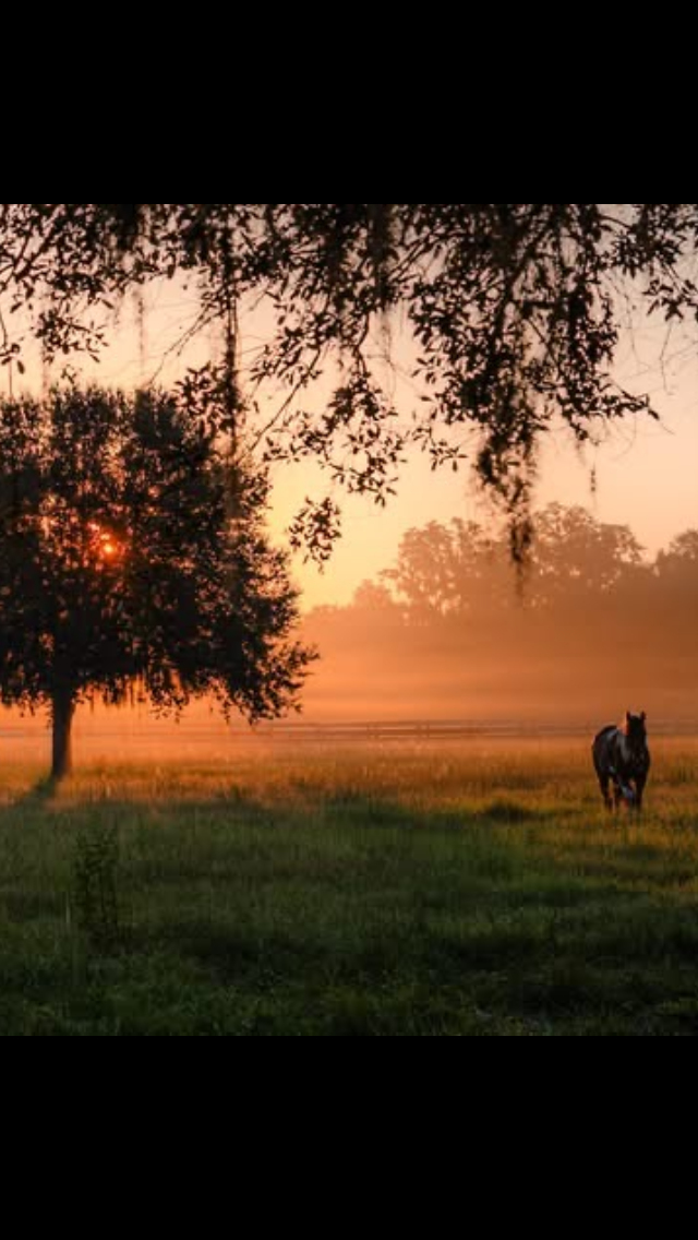 Peaceful golden sunrise over the pasture with a horse silhouetted in the morning mist