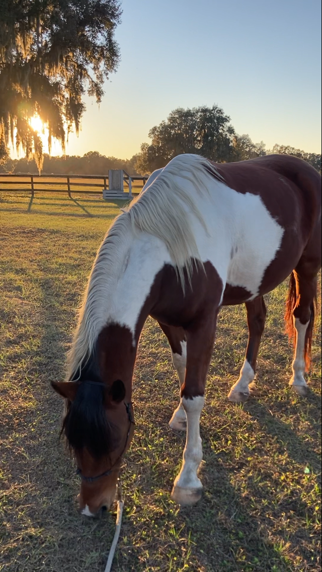 Paint horse grazing at sunset under Spanish moss-draped oak trees