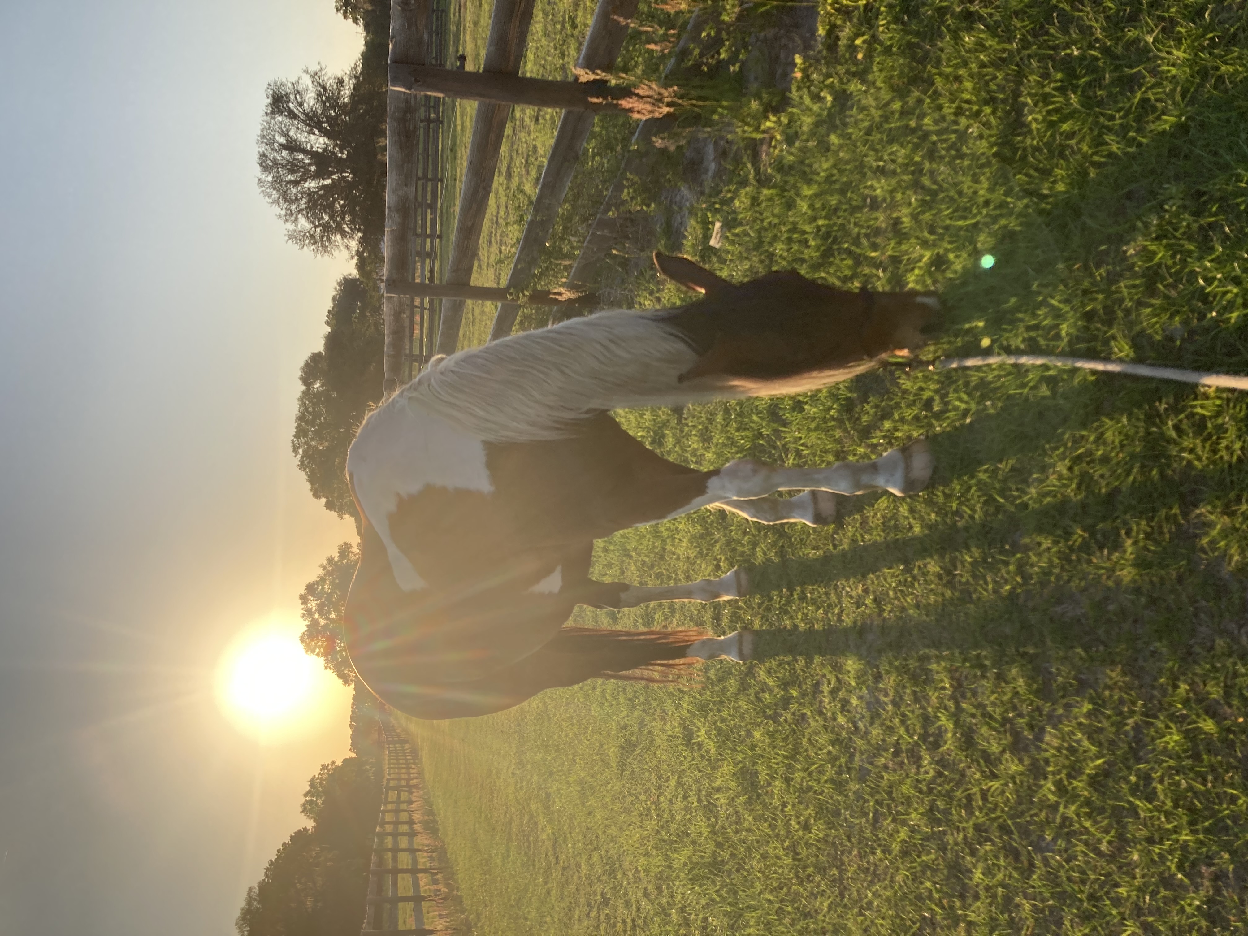 Paint horse walking through a sunlit pasture at golden hour on the Florida farm