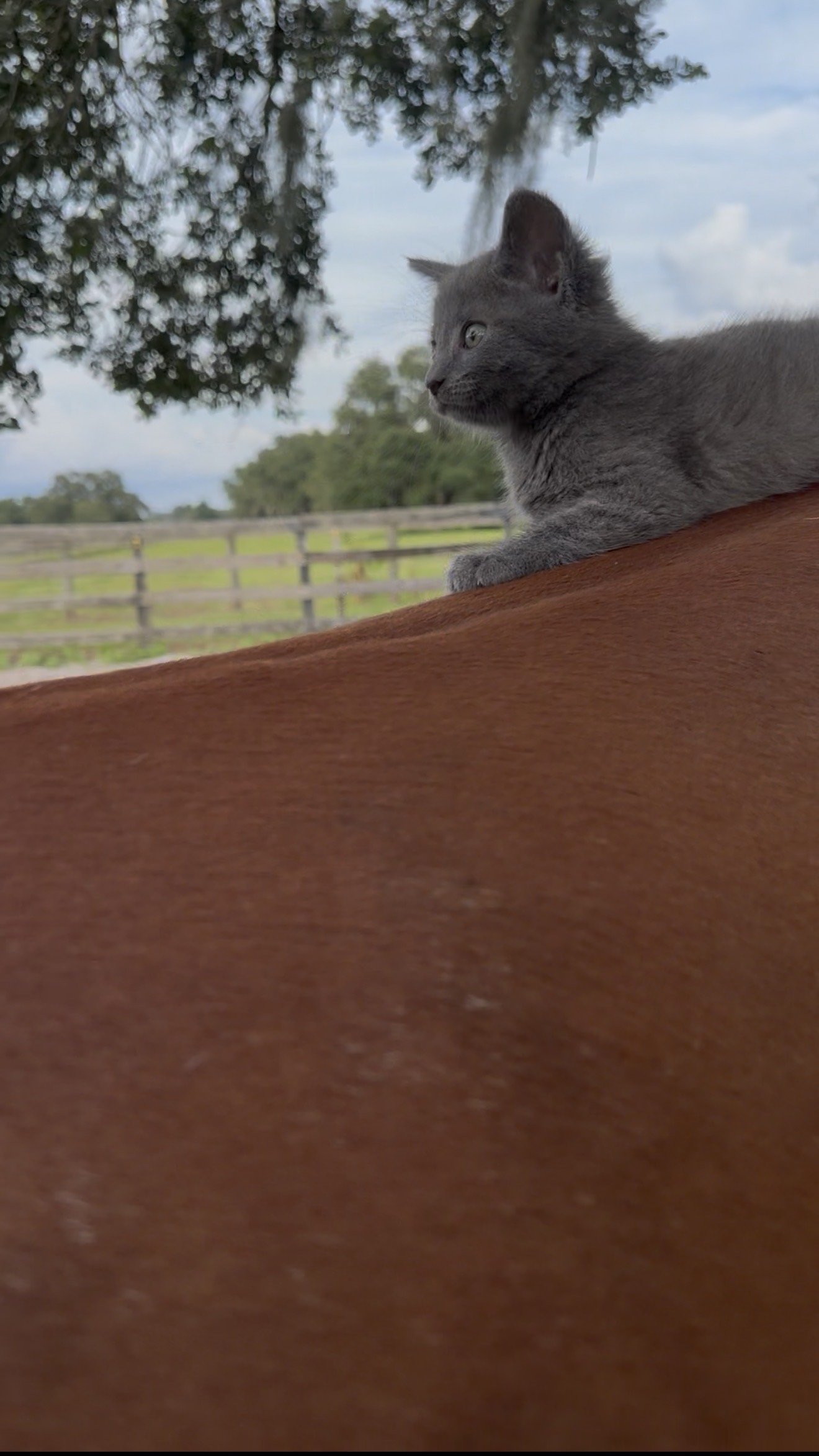 Adorable gray kitten perched on the back of a horse, looking out over the pasture