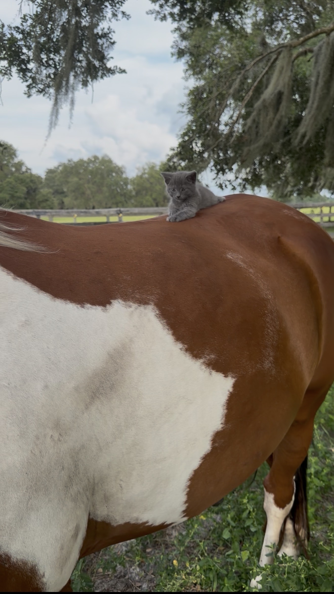 Gray kitten sitting on a paint horse's back with pasture and Spanish moss in the background