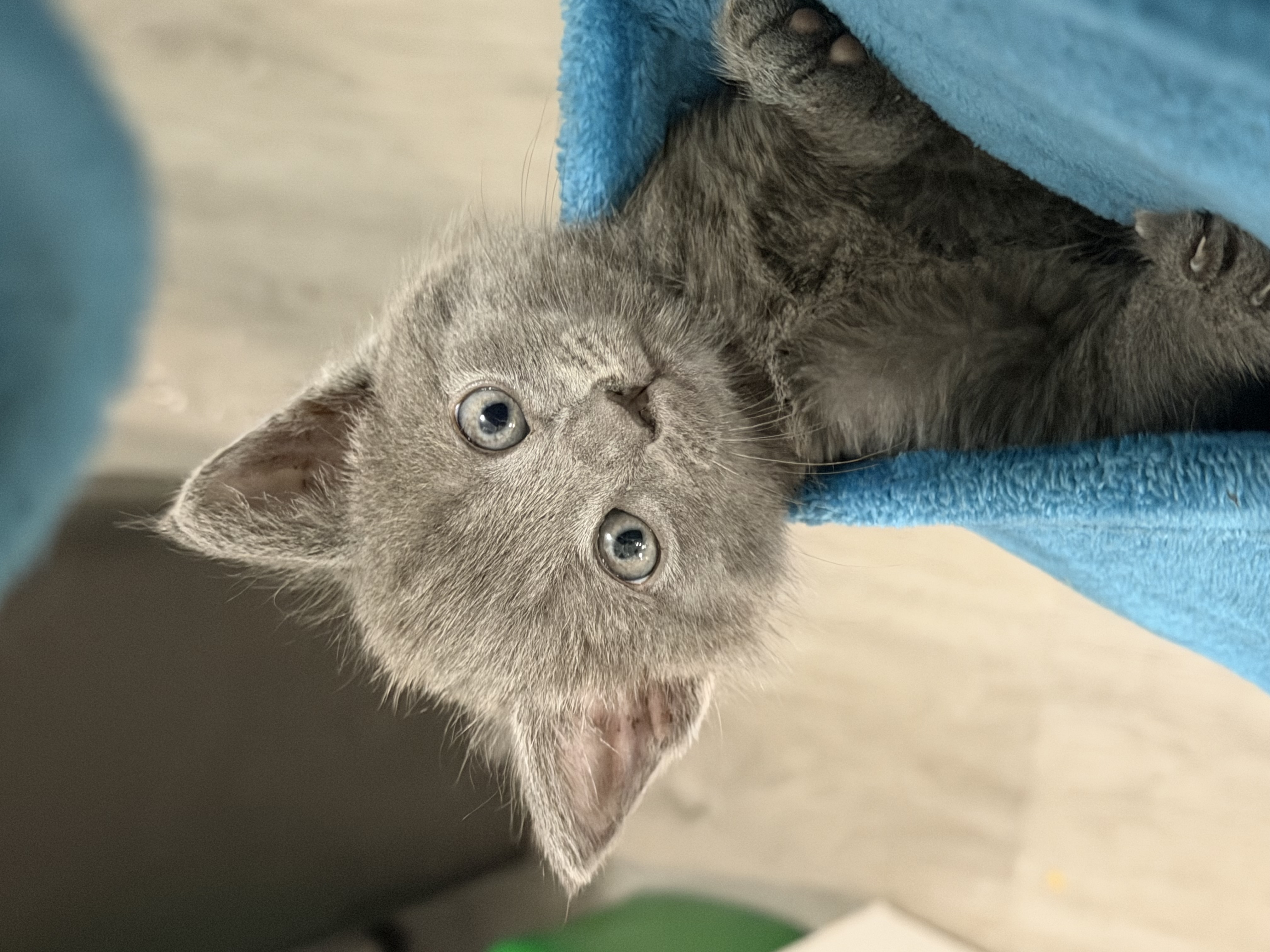 Cute gray kitten peeking upside-down with bright blue eyes