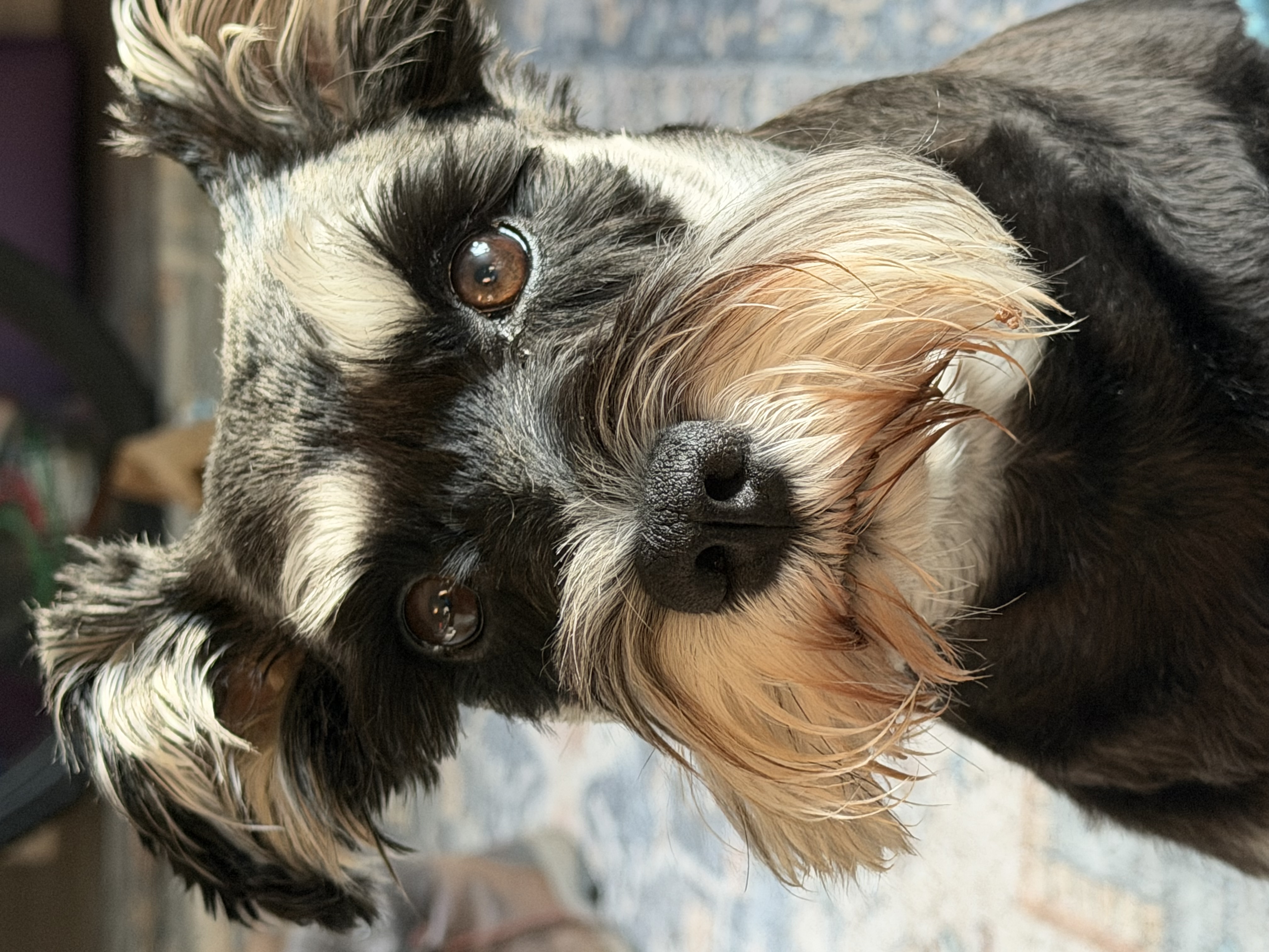 Adorable schnauzer with soulful brown eyes in a close-up portrait