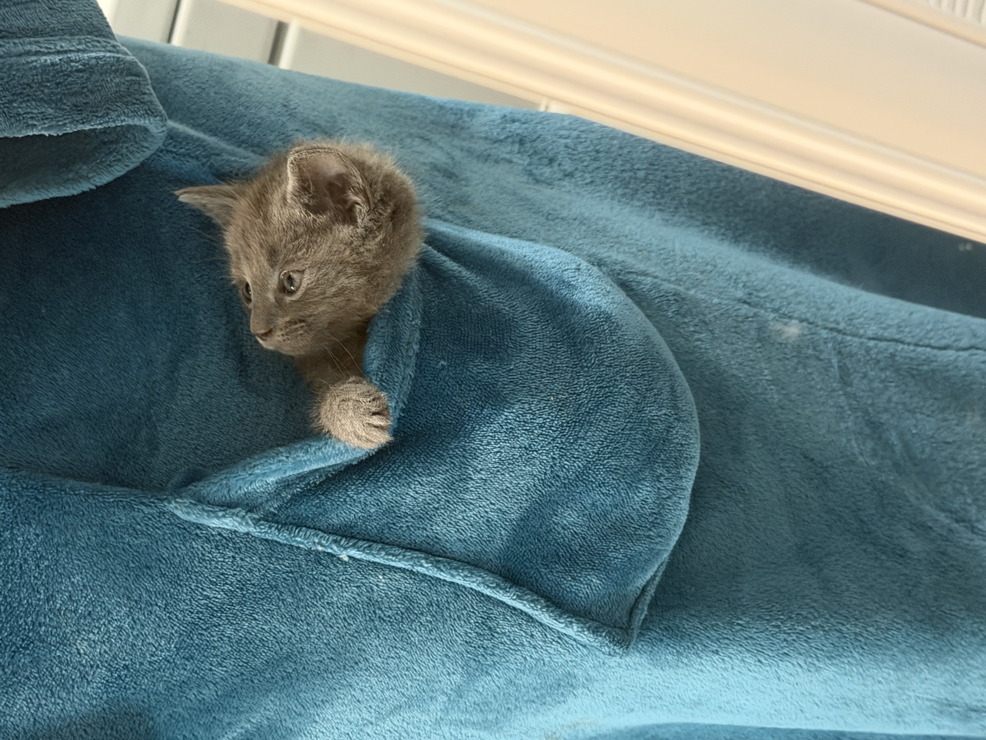 Sweet gray kitten snuggled up in a cozy blue blanket