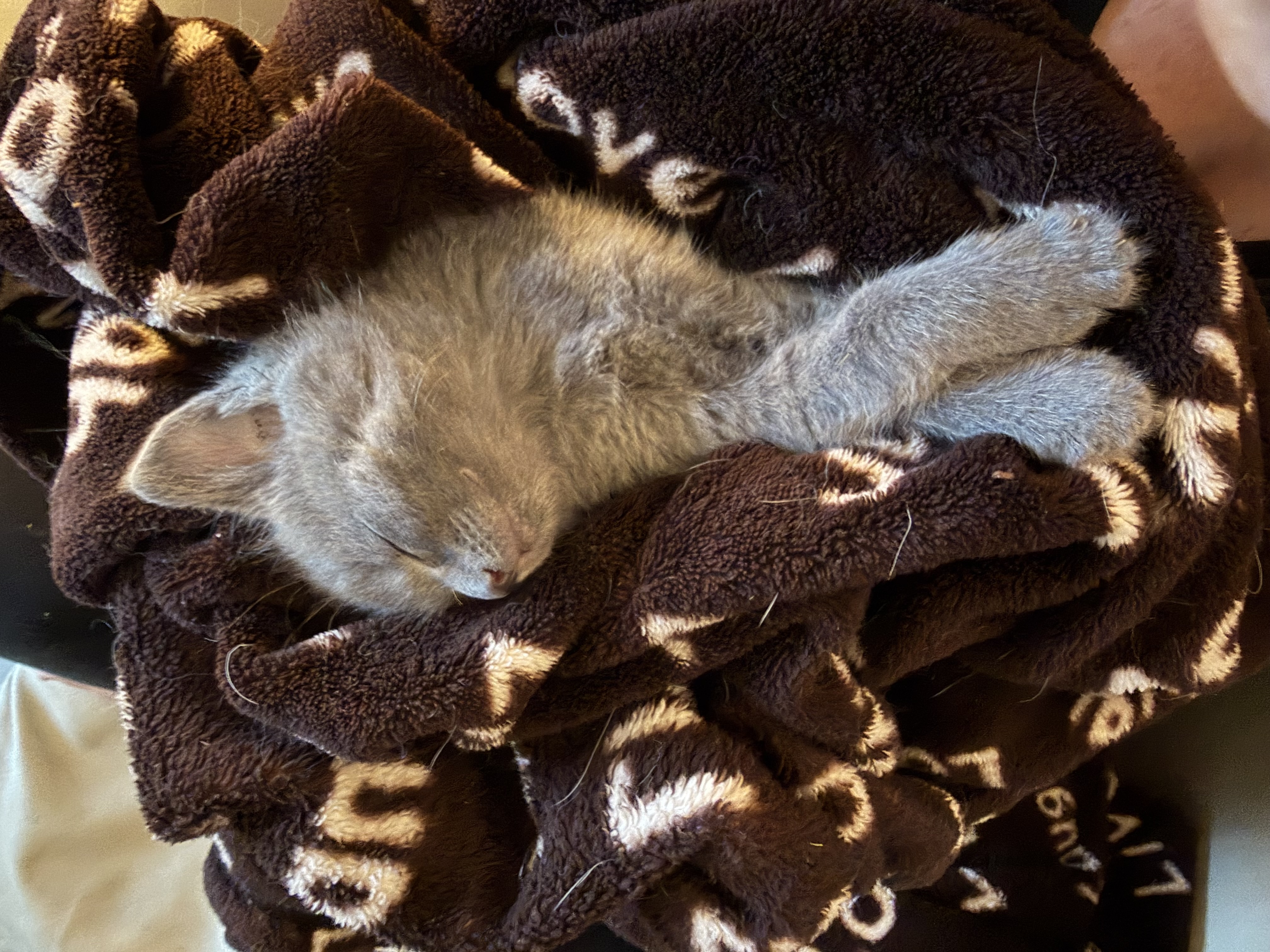 Gray kitten sleeping peacefully curled up on a soft brown blanket