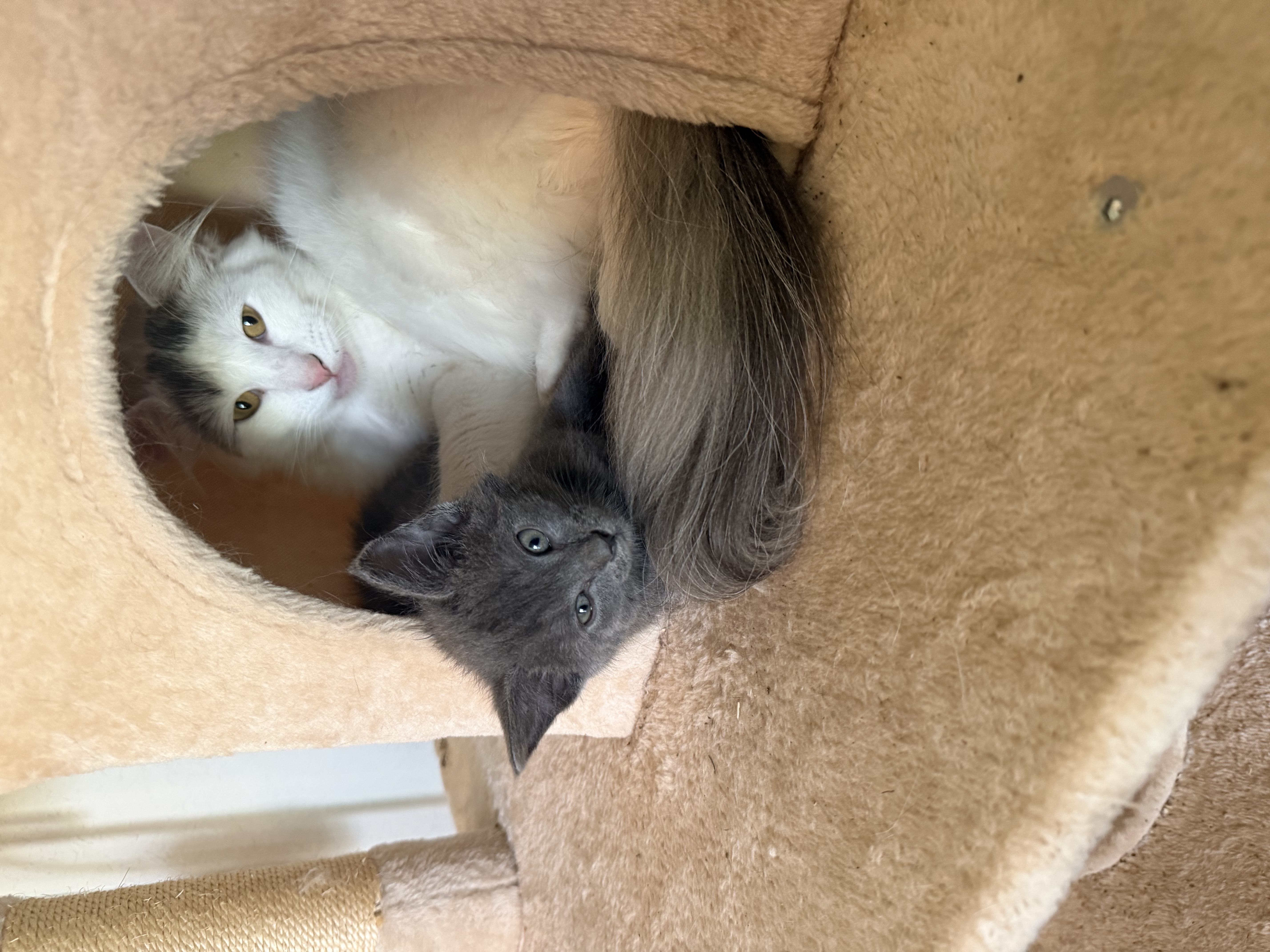 White and gray cats cuddled together in their cozy cat tree hideaway