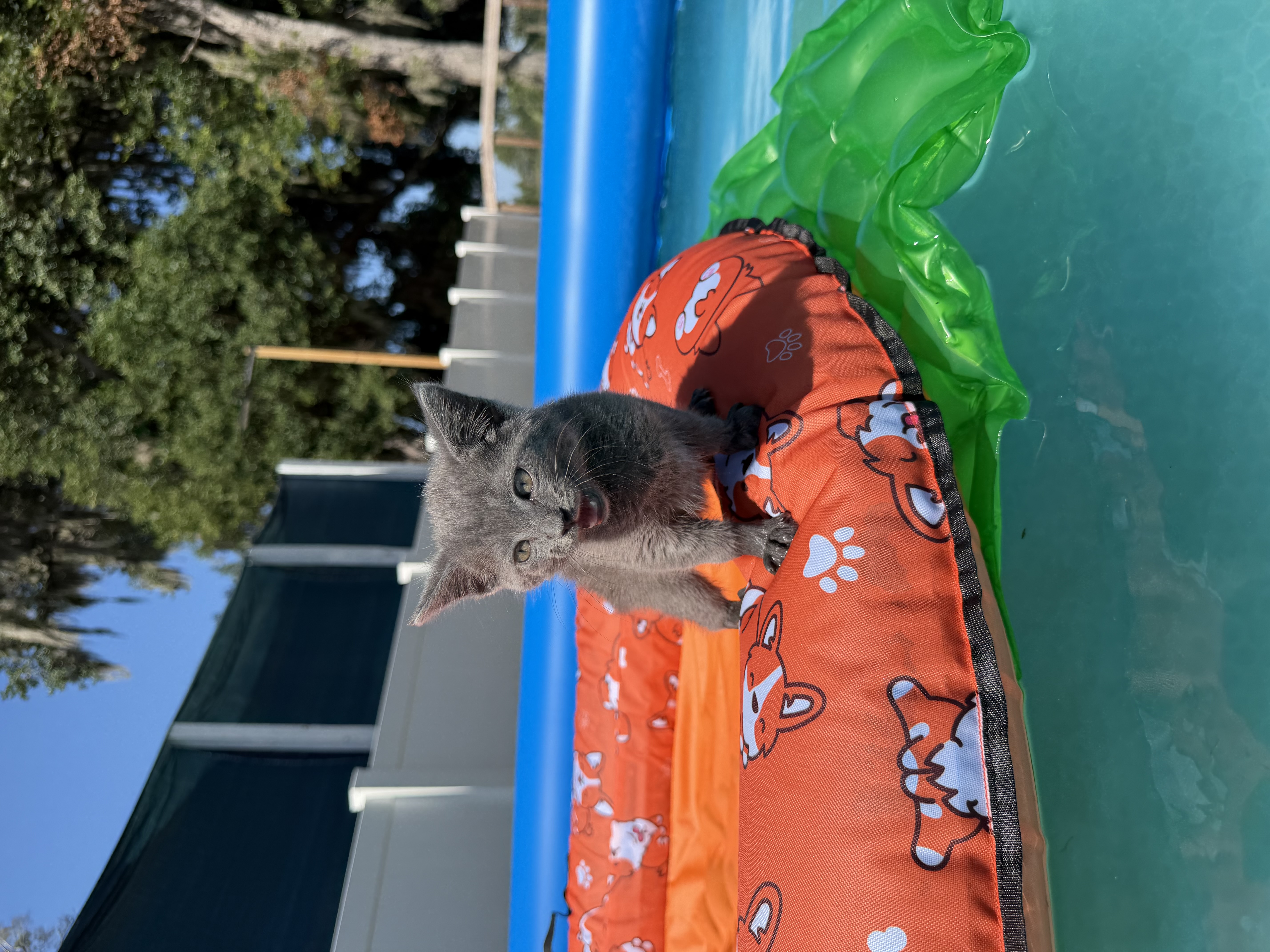 Gray kitten peeking out from a pool float on a sunny day