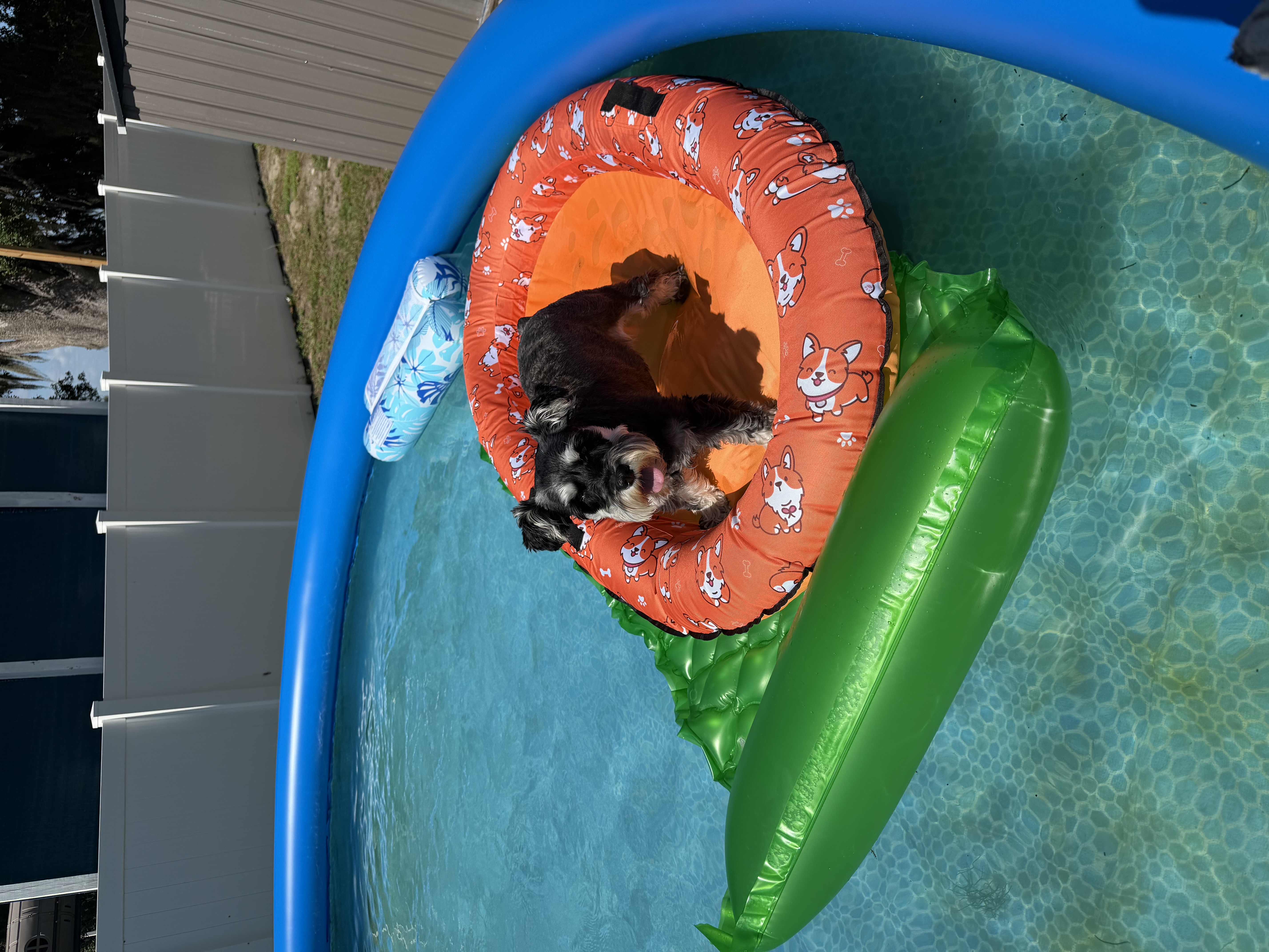 Schnauzer relaxing on a corgi-print pool float in the backyard pool