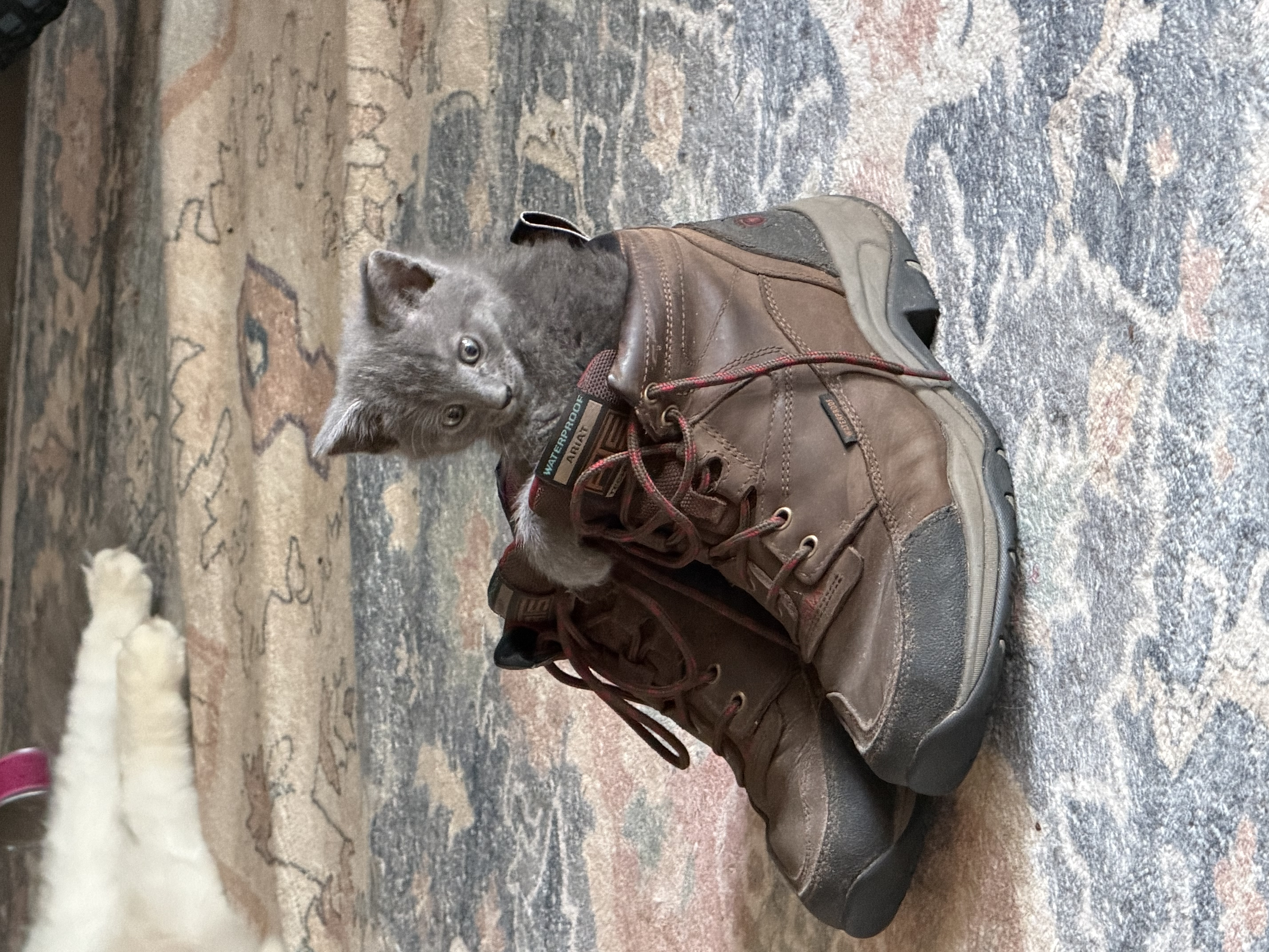 Gray kitten exploring a pair of cowboy boots on the floor