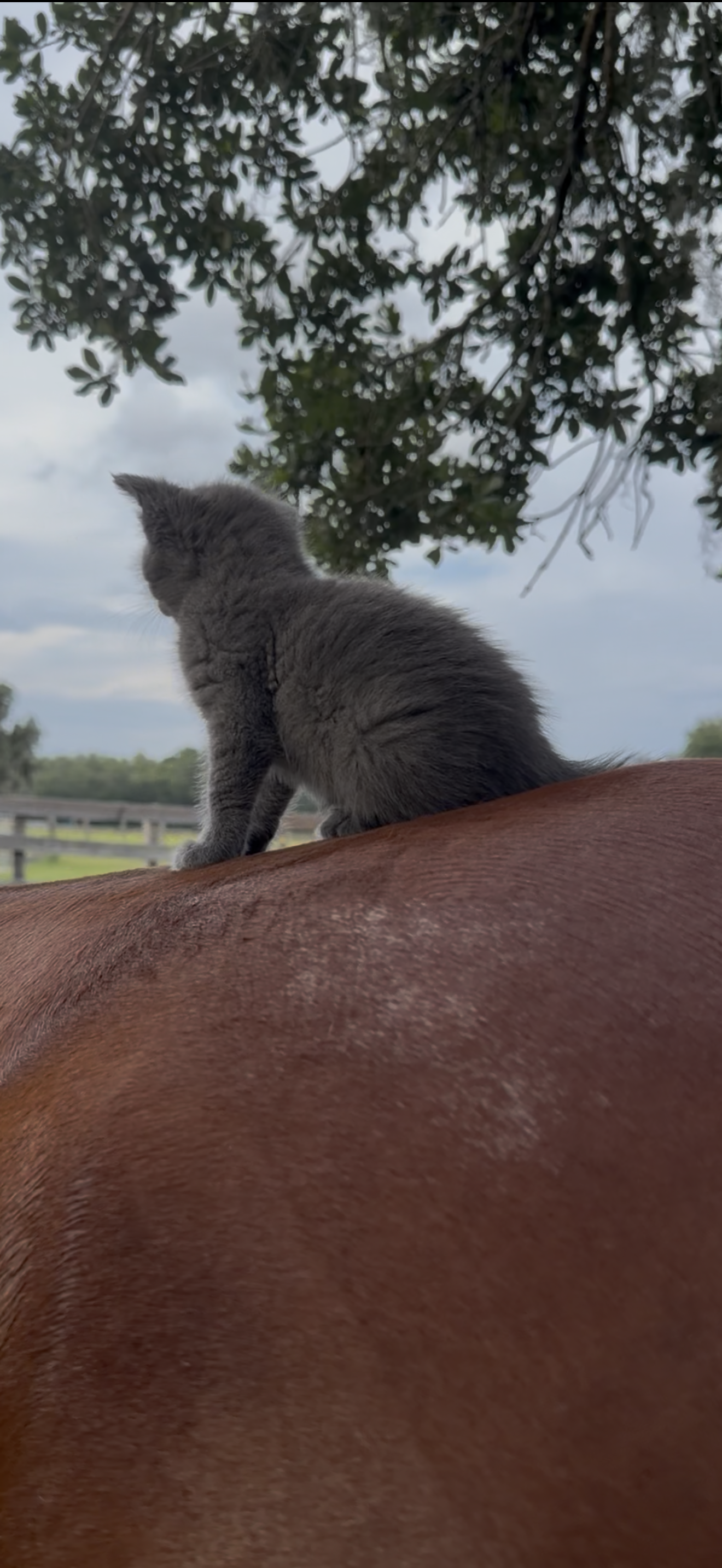 Gray kitten sitting upright on horseback gazing into the distance