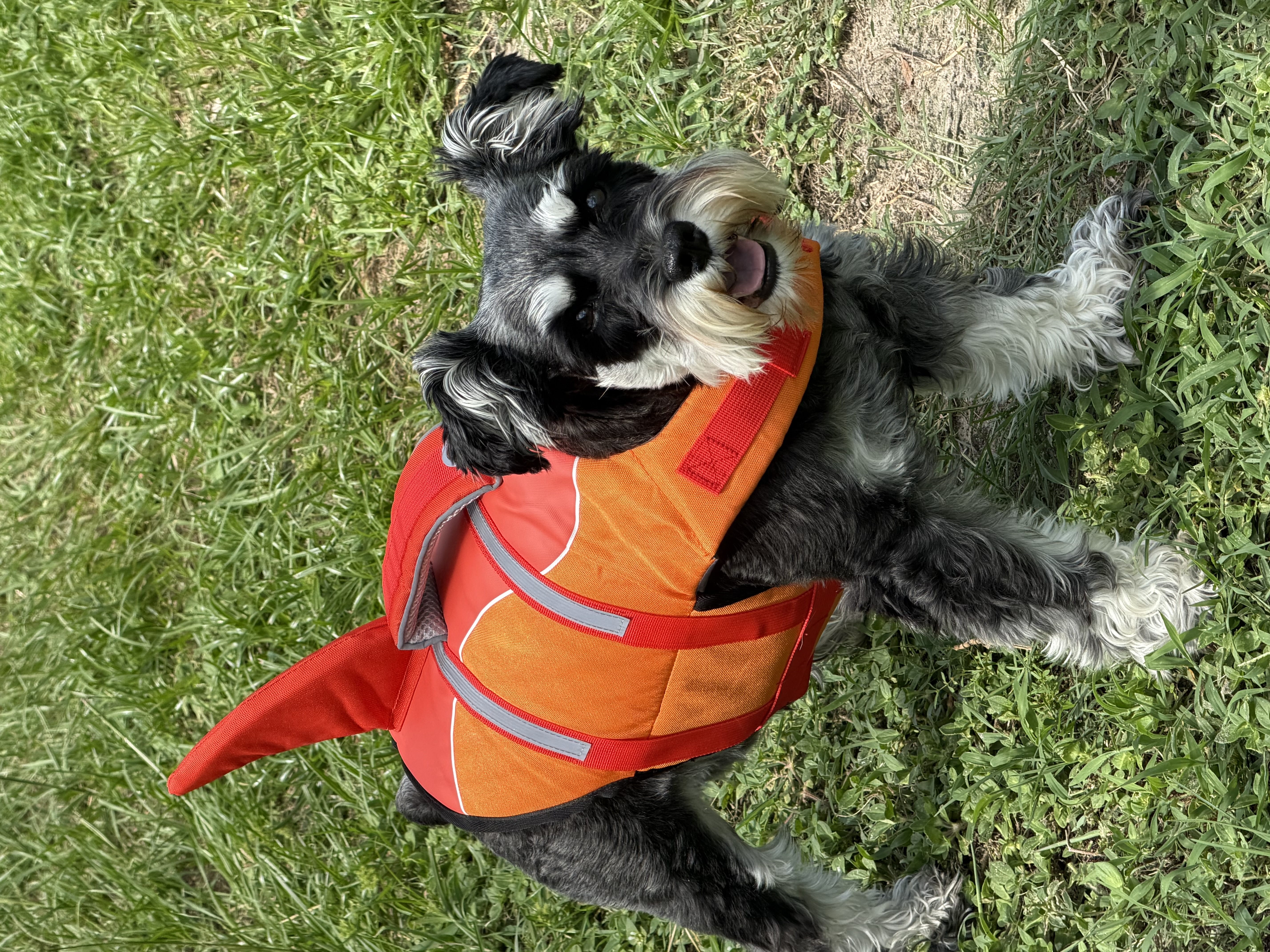 Happy schnauzer wearing an orange life jacket, ready for a swim
